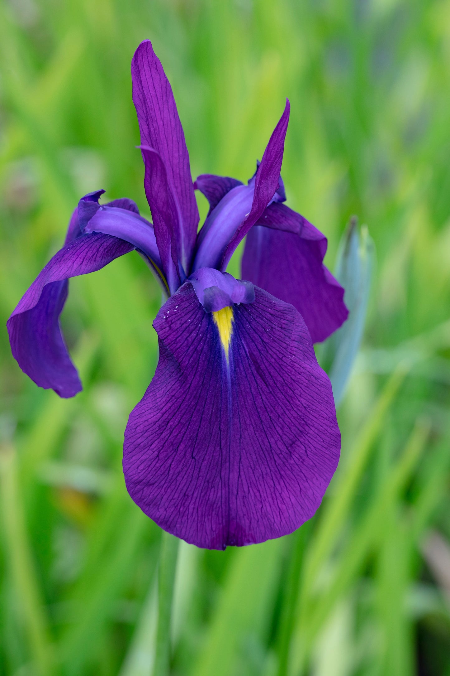 Iris Ensata - BP049 Packs