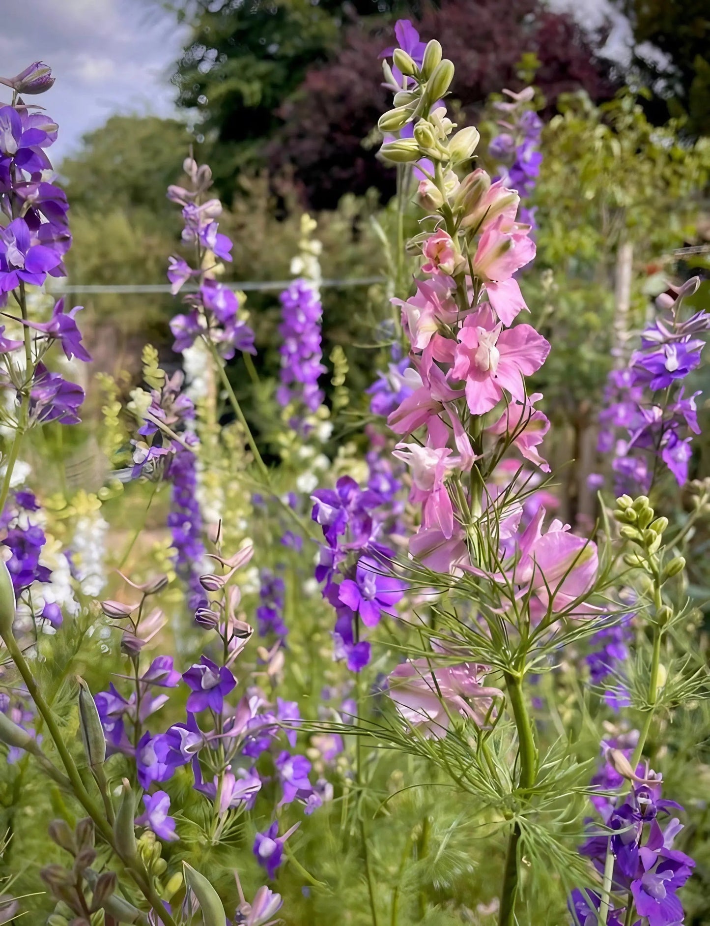 Larkspur Limelight Mix