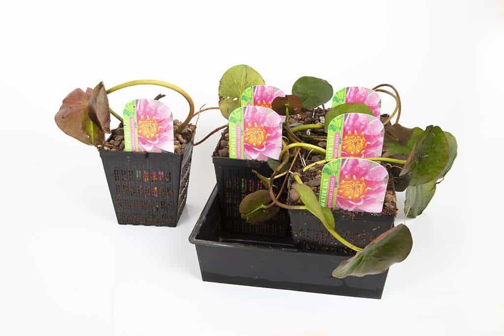 Sioux water lily - pond plants - SW10