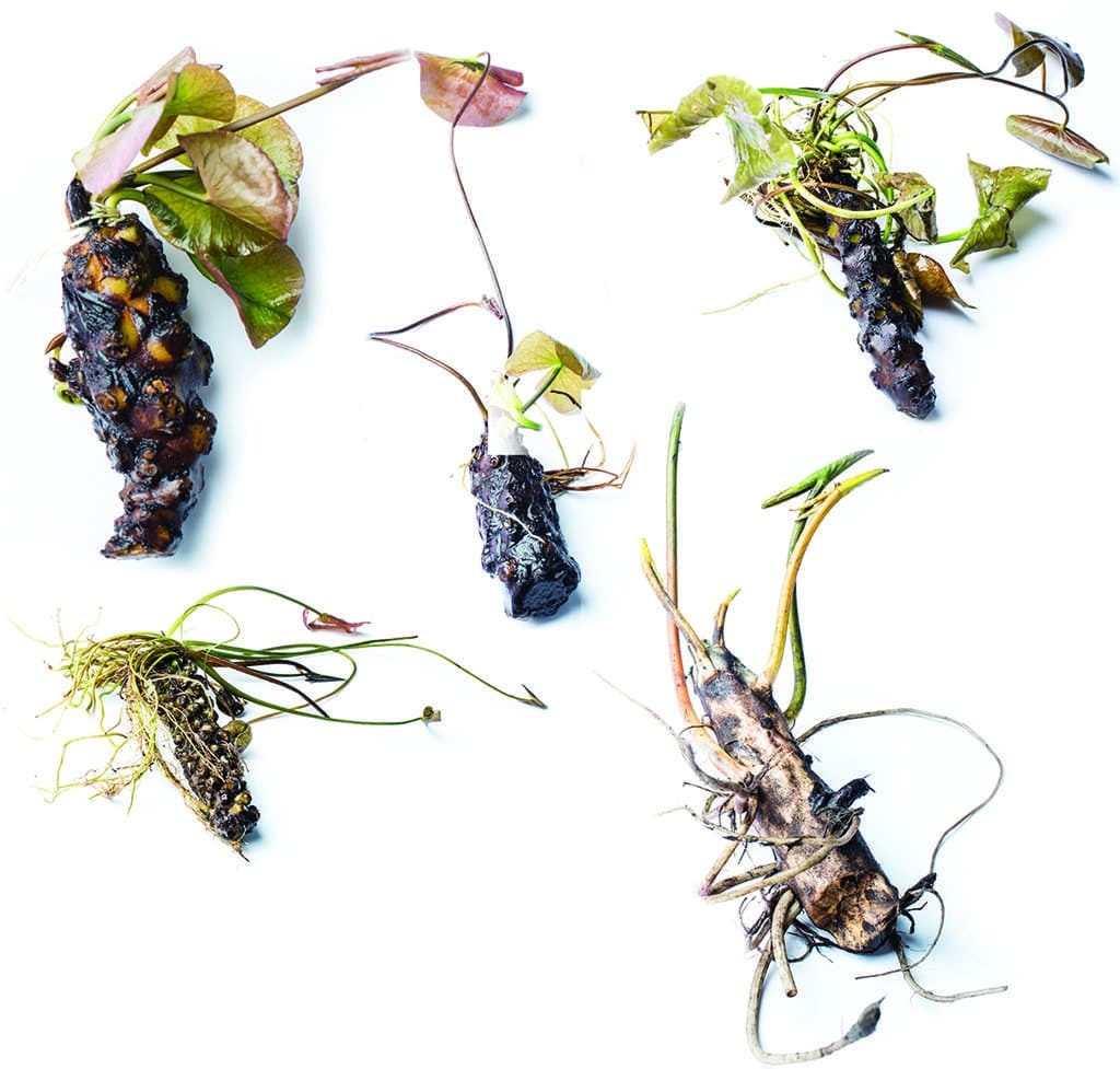 White Hermine water lily - pond plants - LW11