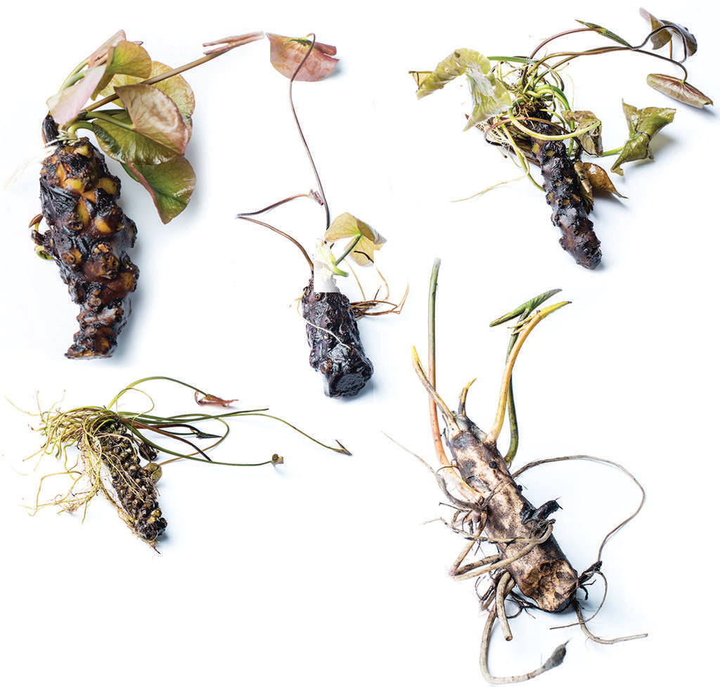 Wanvisa water lily - pond plants - LW27