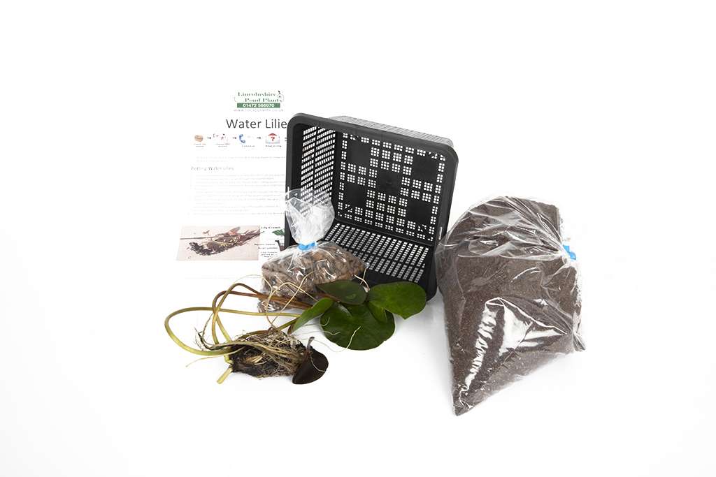Lucida water lily - pond plants - SW05