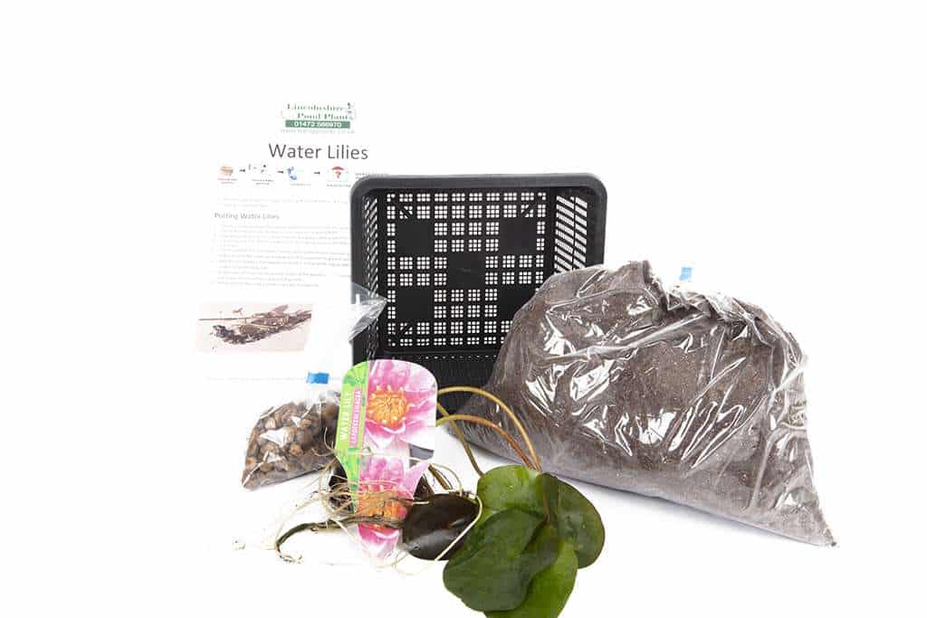 Vesuve water lily - pond plants - LW25