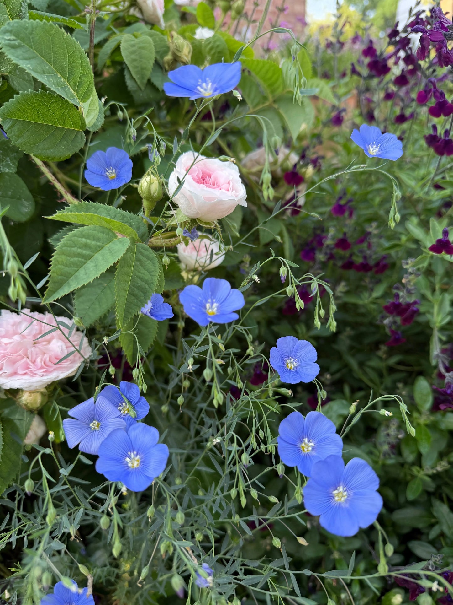 Linum Perenne Blue Flax