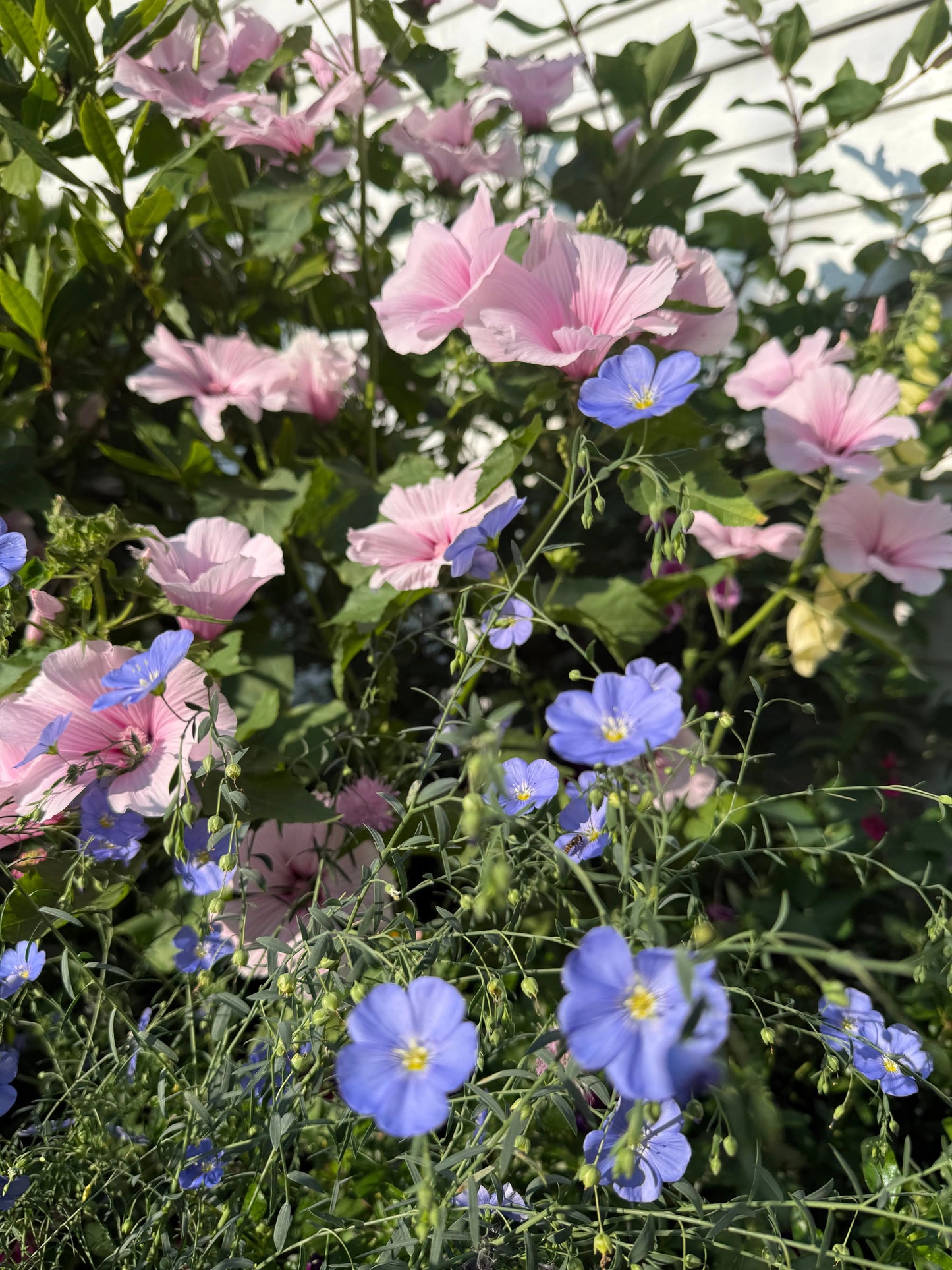Linum Perenne Blue Flax