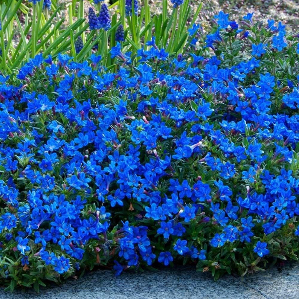 LITHODORA diffusa Heavenly Blue - 9cm pot