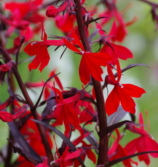 Lobelia cardinalis 'Queen Victoria' - 9cm pot