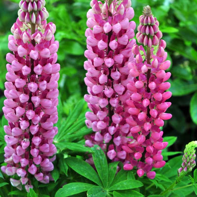 LUPIN Gallery Pink - 9cm Pot