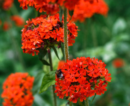 1 x Lychnis Chalcedonica - 9cm Pot