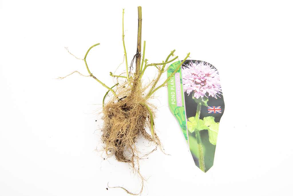 Pond Starter & top up Packs - Oxygenating - Compost and Pots