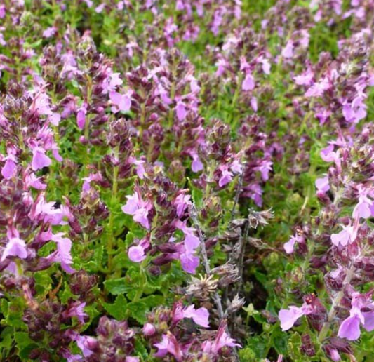 TEUCRIUM chamaedrys Nanum - 9cm pot