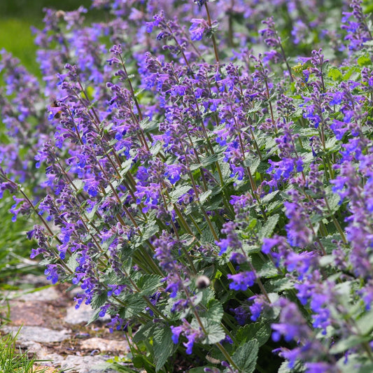 Nepeta 'Walker’s Low' 9cm/2L