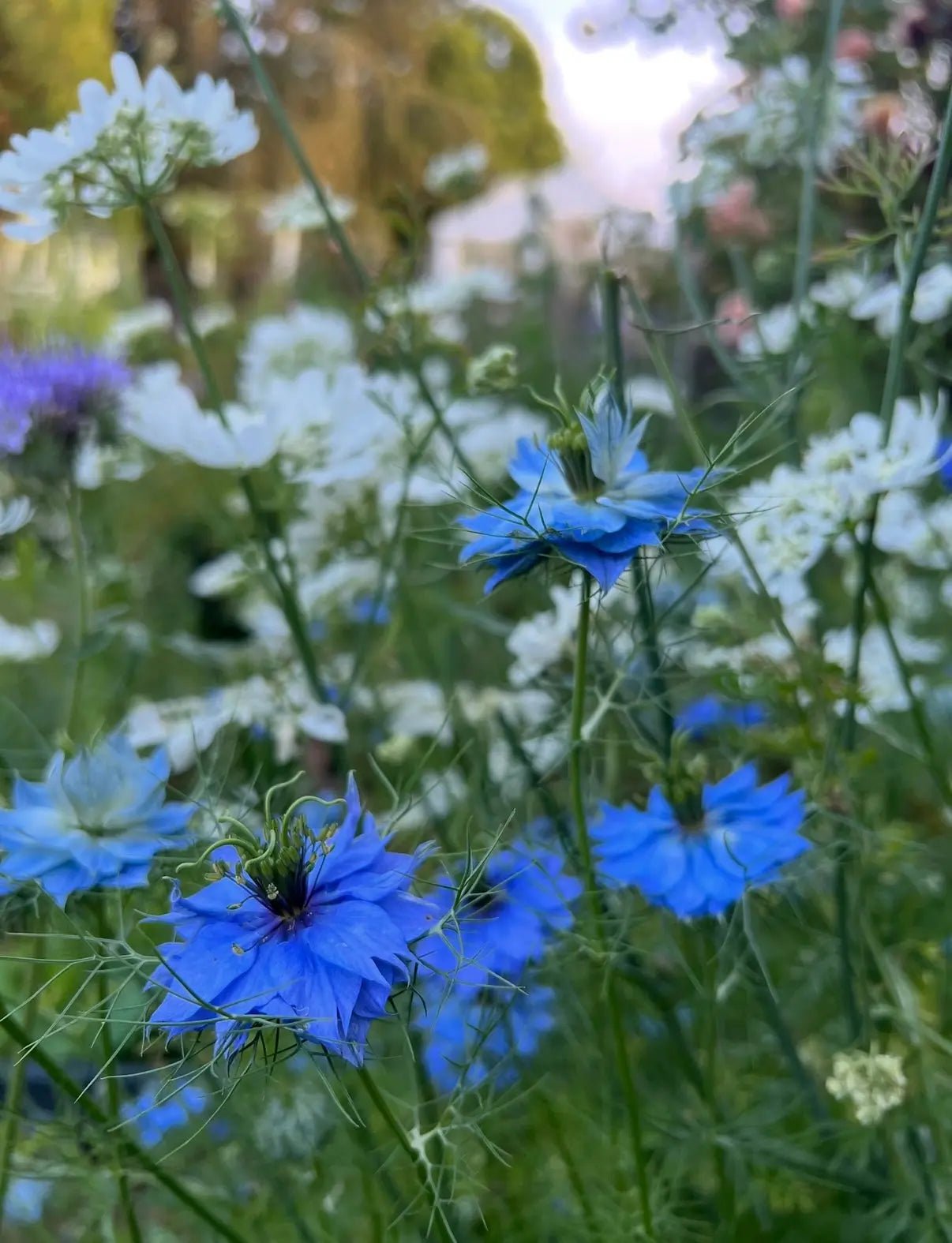 Nigella 'Miss Jekyll' Blue (Love-in-a-mist)