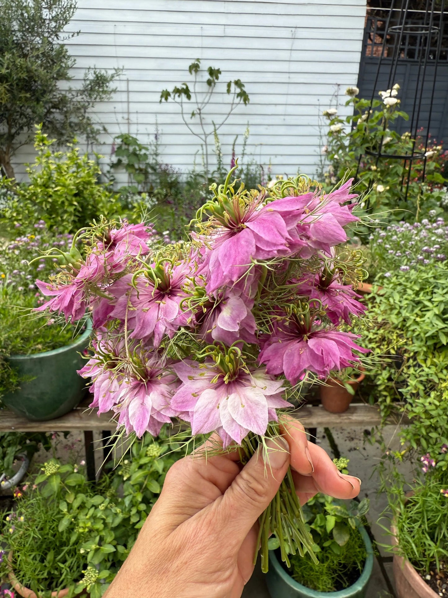Nigella Mulberry Rose (Love-in-a-mist)