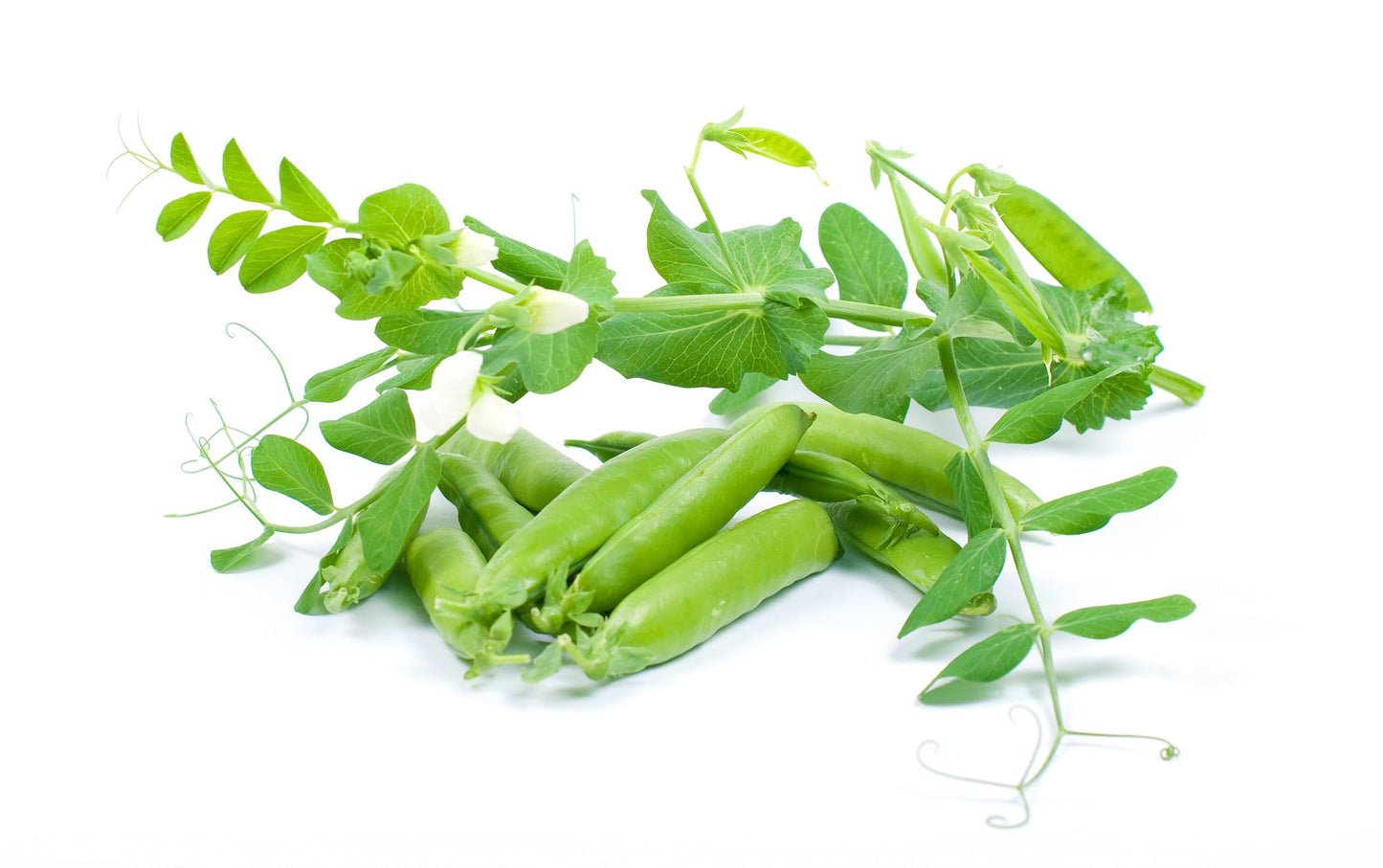 Kids' Fun Pack - Hydroponic Seeds