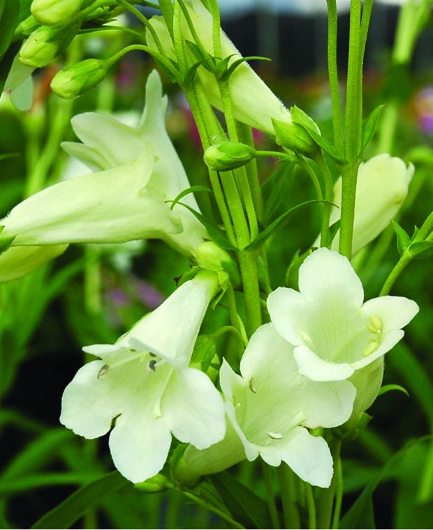 PENSTEMON Pensham Wedding Day - 9cm pot