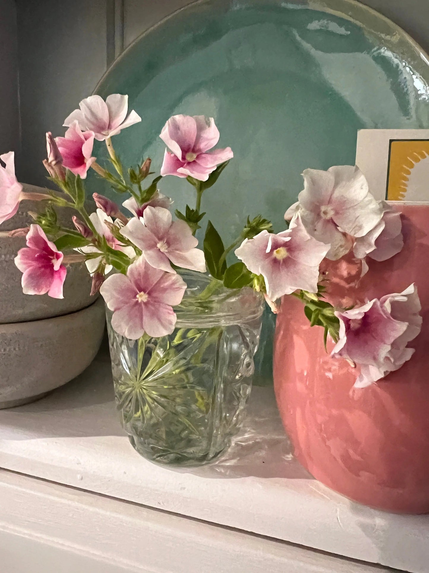 Phlox Blushing Bride