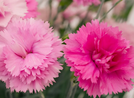 DIANTHUS Pink Celebration - 9cm pot