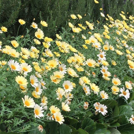 ANTHEMIS tinctoria E C Buxton - 9cm pot