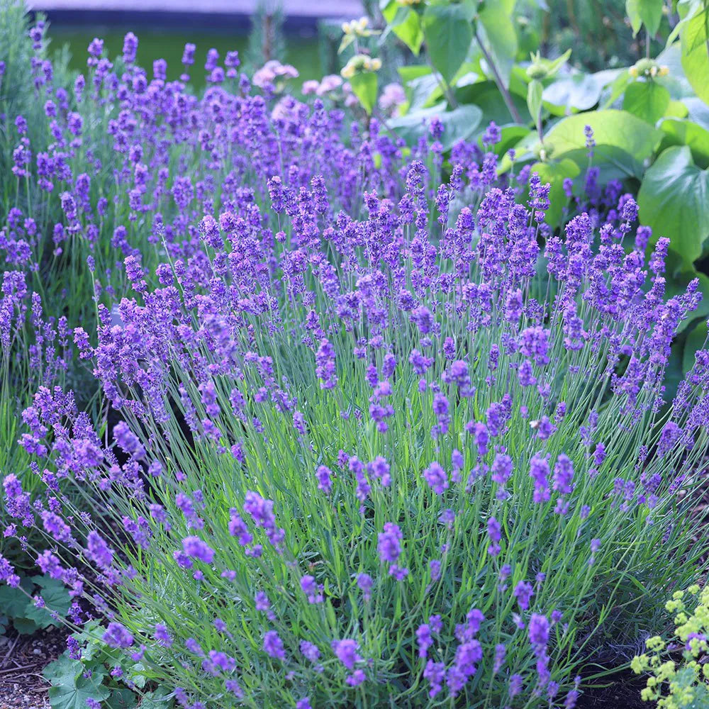 LAVANDULA angustifolia Munstead - 9cm Pot