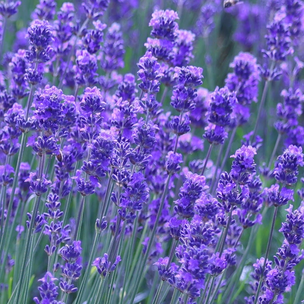 LAVANDULA angustifolia Munstead - 9cm Pot
