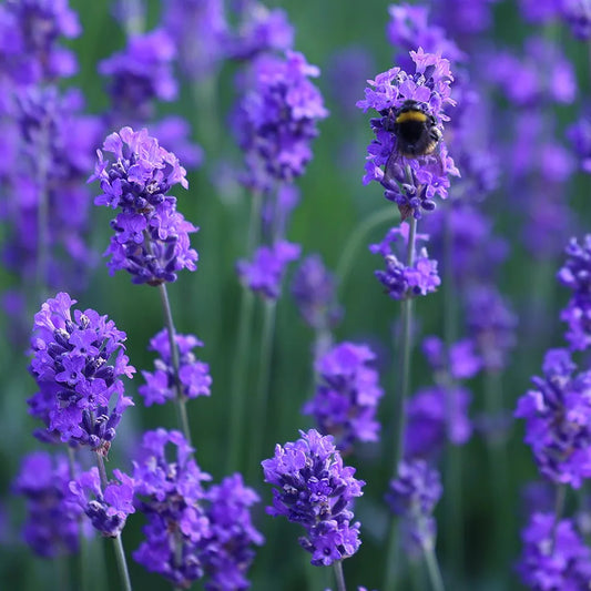 LAVANDULA angustifolia Munstead - 9cm Pot