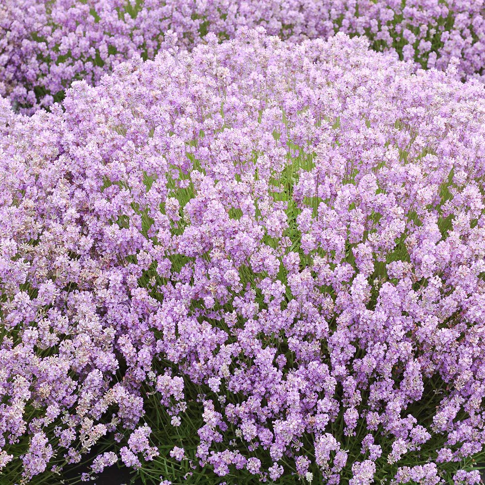 LAVANDULA Rosea - 9cm Pot