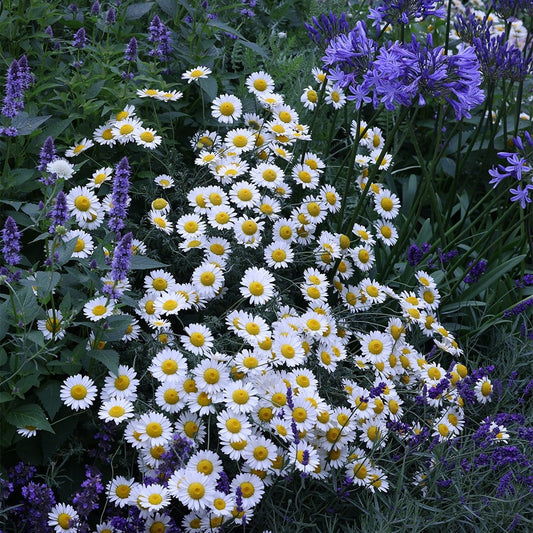 ANTHEMIS tinctoria Sauce Hollandaise - 9cm pot