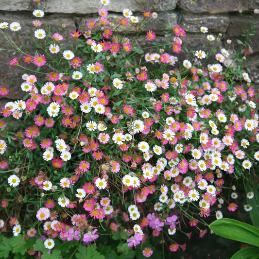 ERIGERON karvinskianus Profusion - 9cm pot