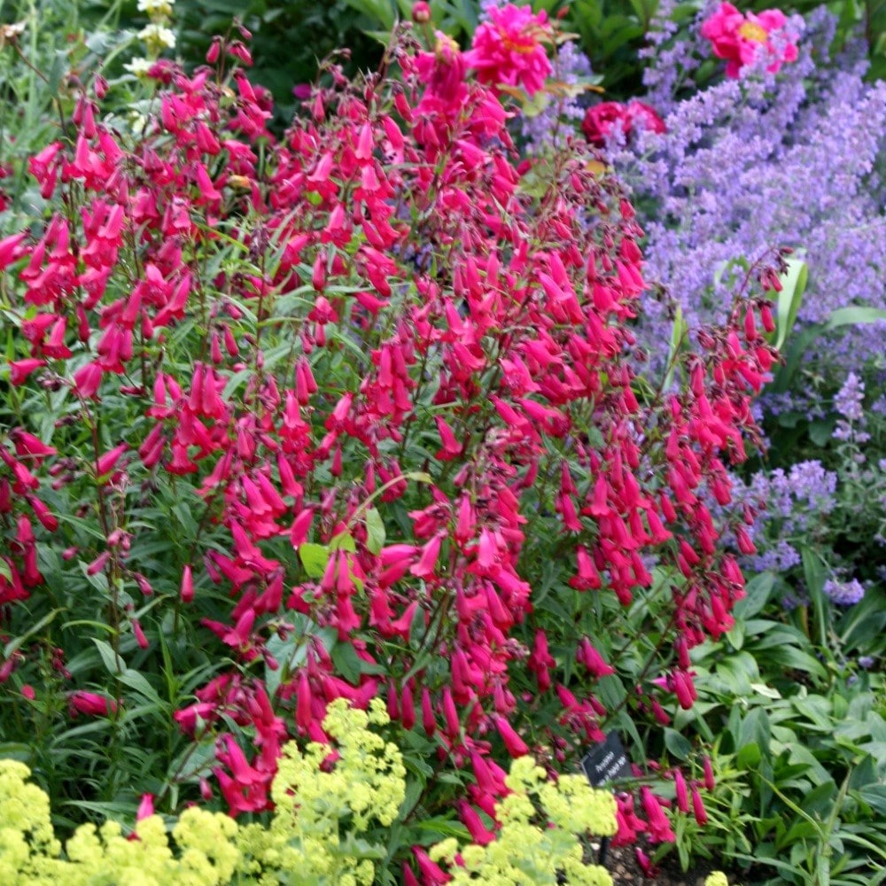 PENSTEMON Garnet - 9cm pot