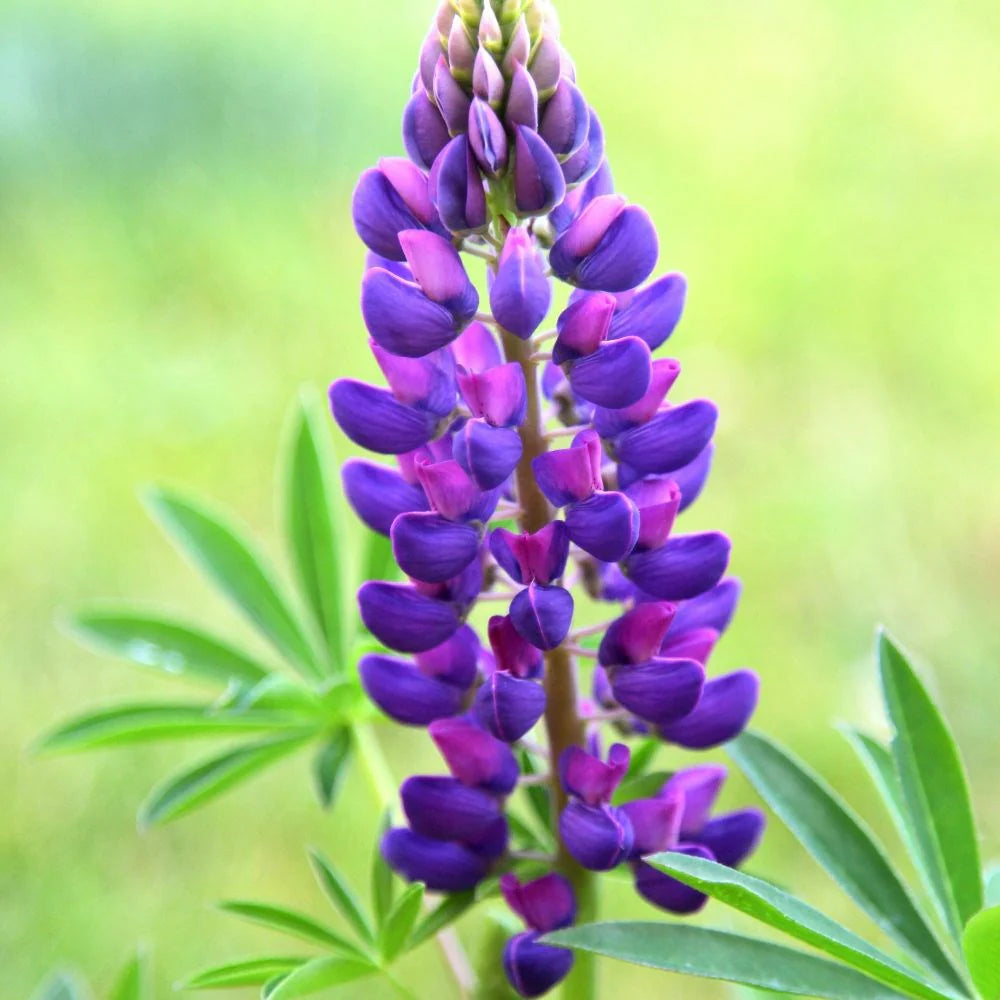 LUPIN Gallery Blue - 9cm Pot