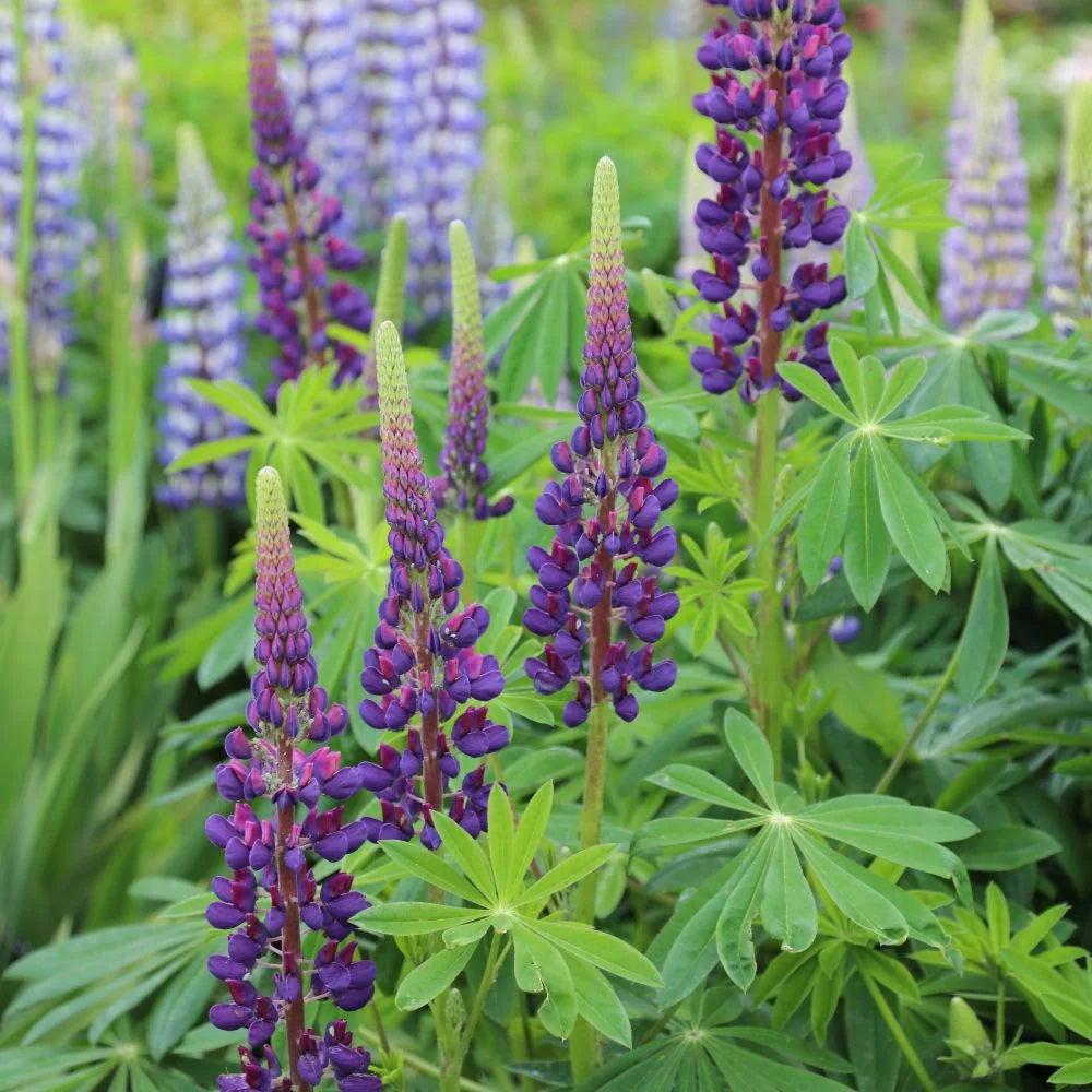 LUPIN Gallery Blue - 9cm Pot