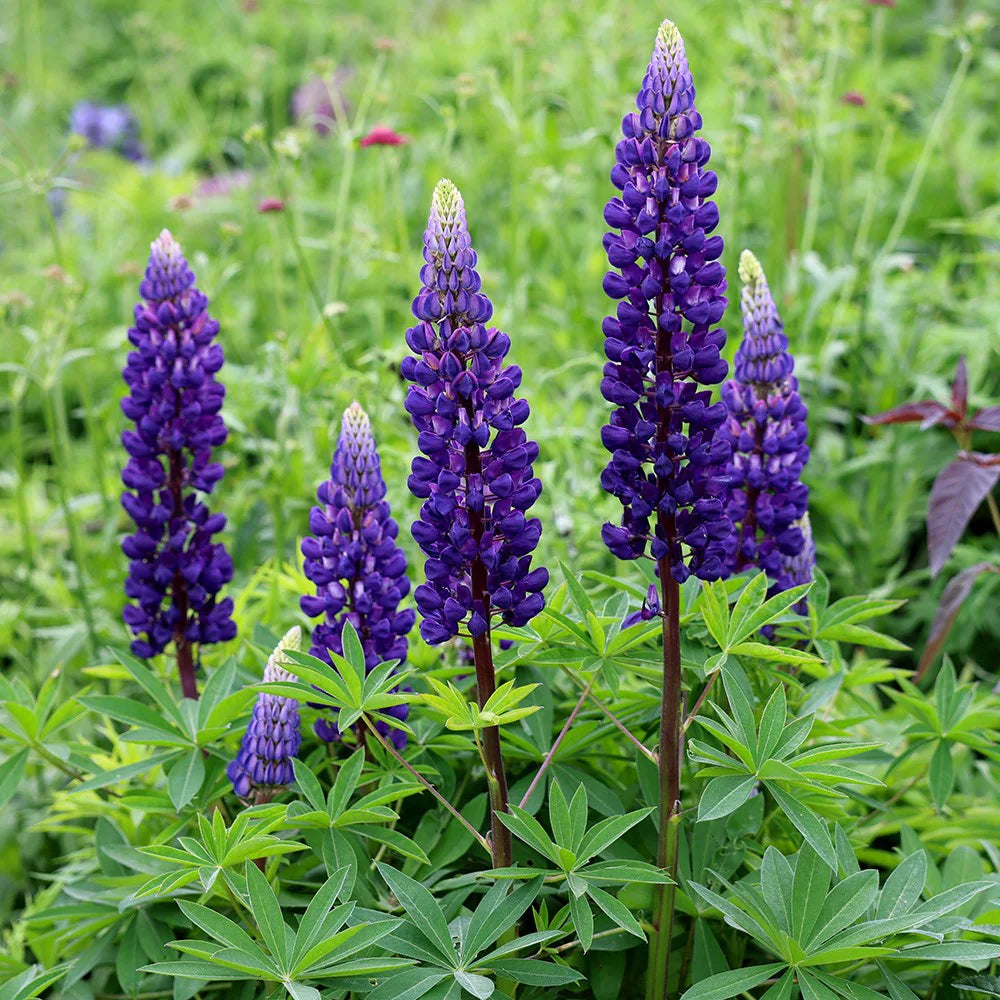 LUPIN Gallery Blue - 9cm Pot