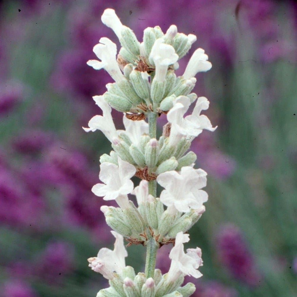 LAVANDULA angustifolia White Summer - 9cm Pot