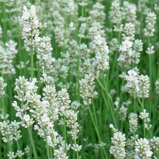 LAVANDULA angustifolia White Summer - 9cm Pot