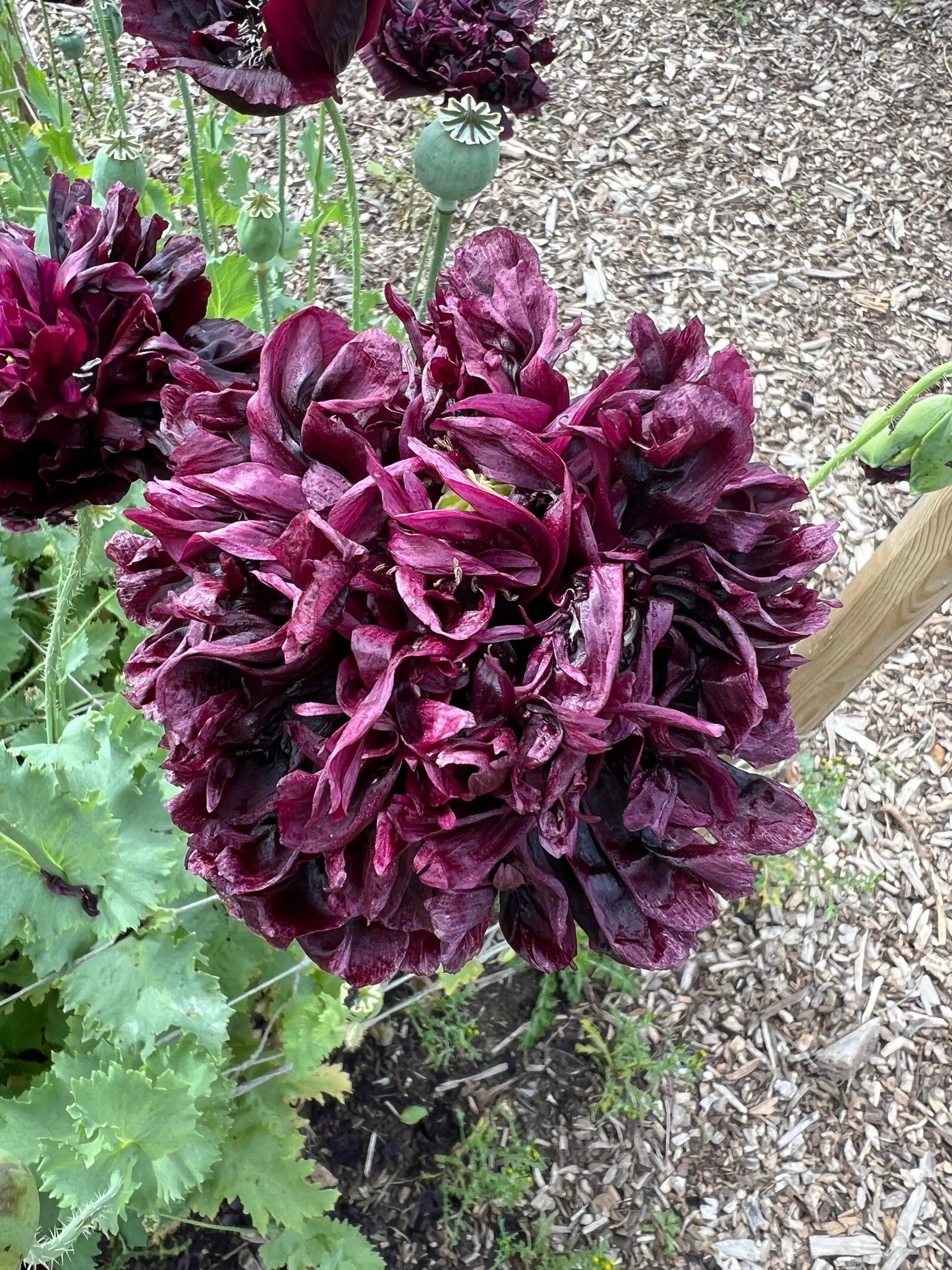 Poppy Black Peony