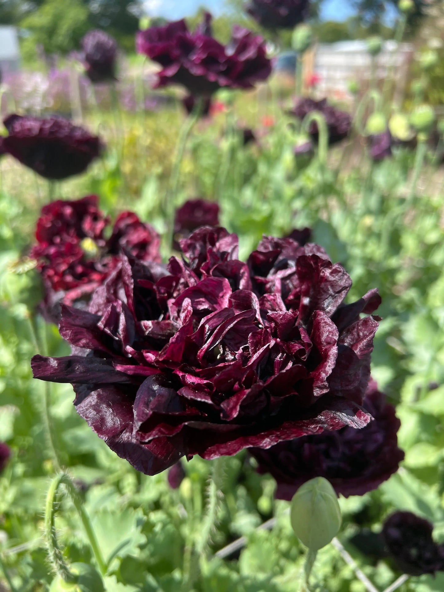 Poppy Black Peony