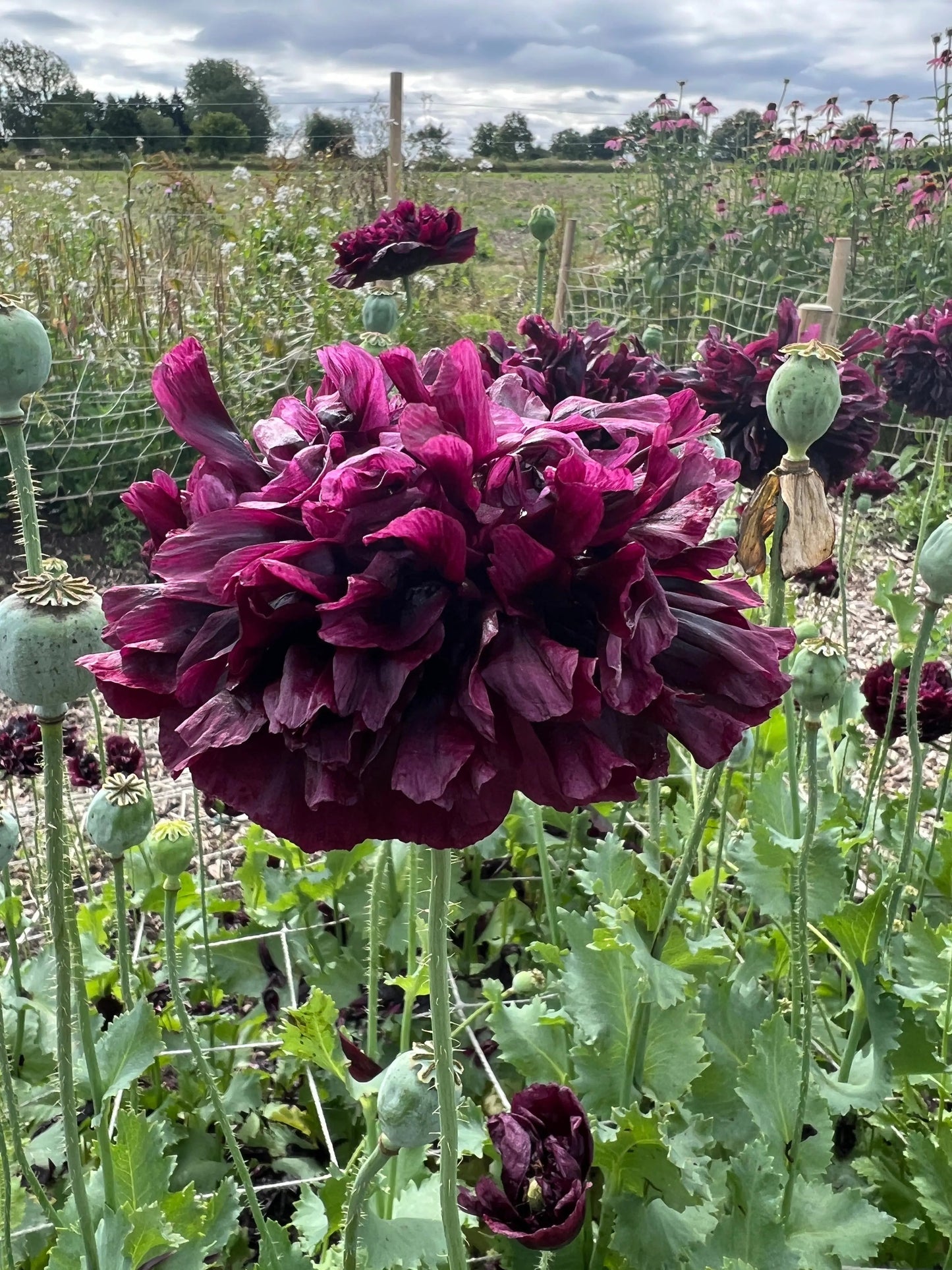 Poppy Black Peony
