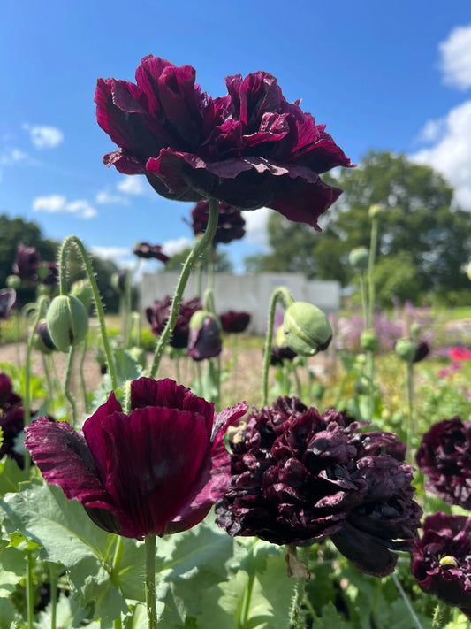 Poppy Black Peony