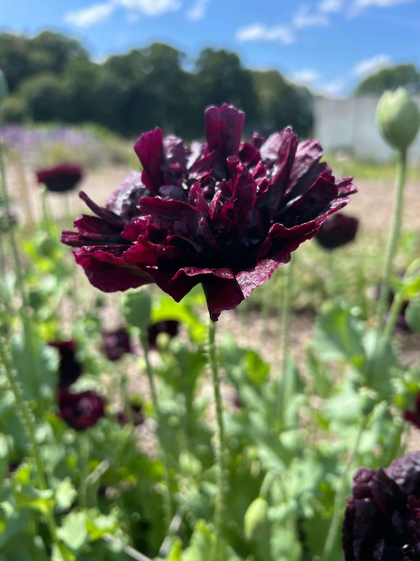 Poppy Black Peony