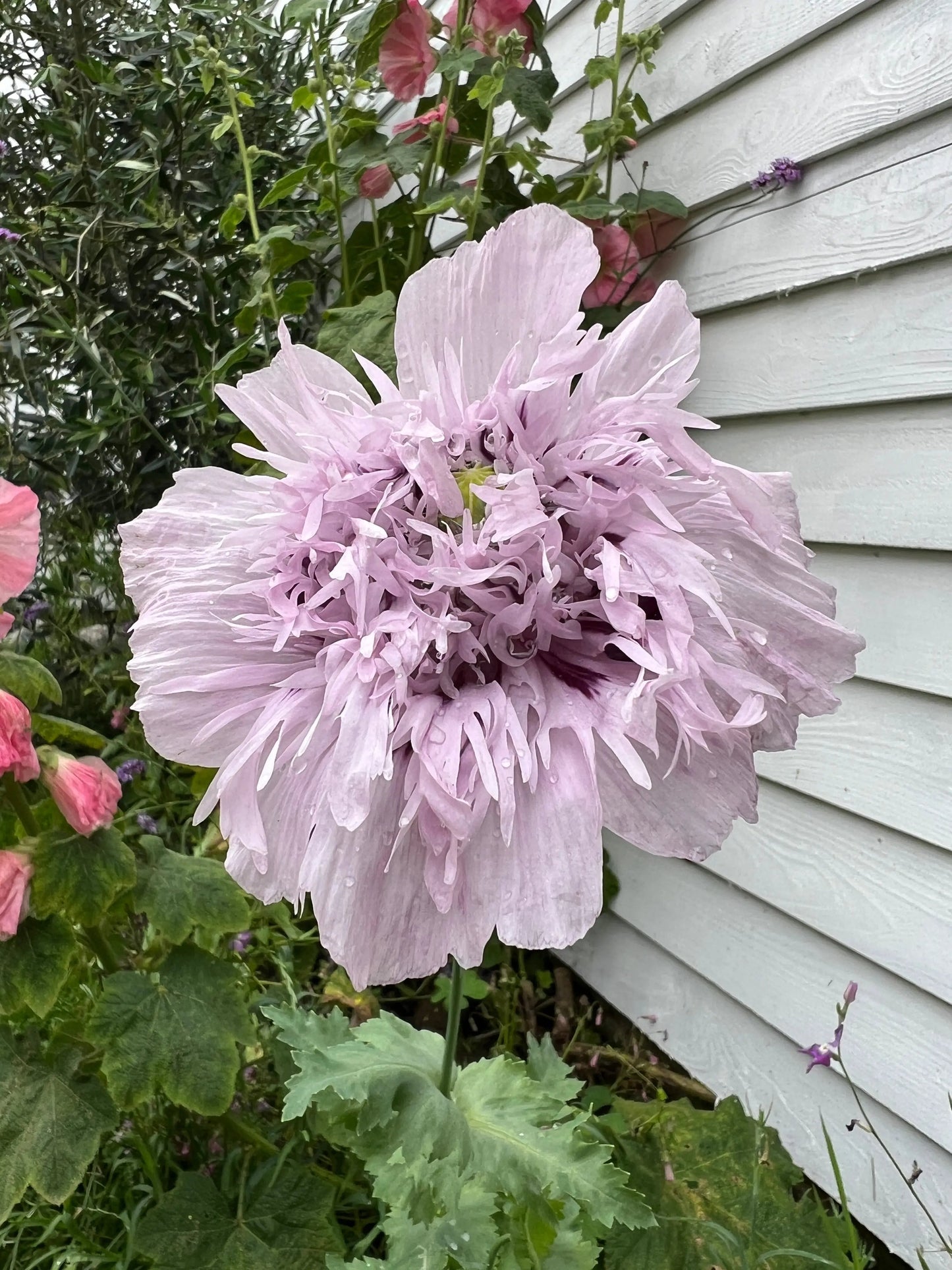 Poppy Lilac PomPom