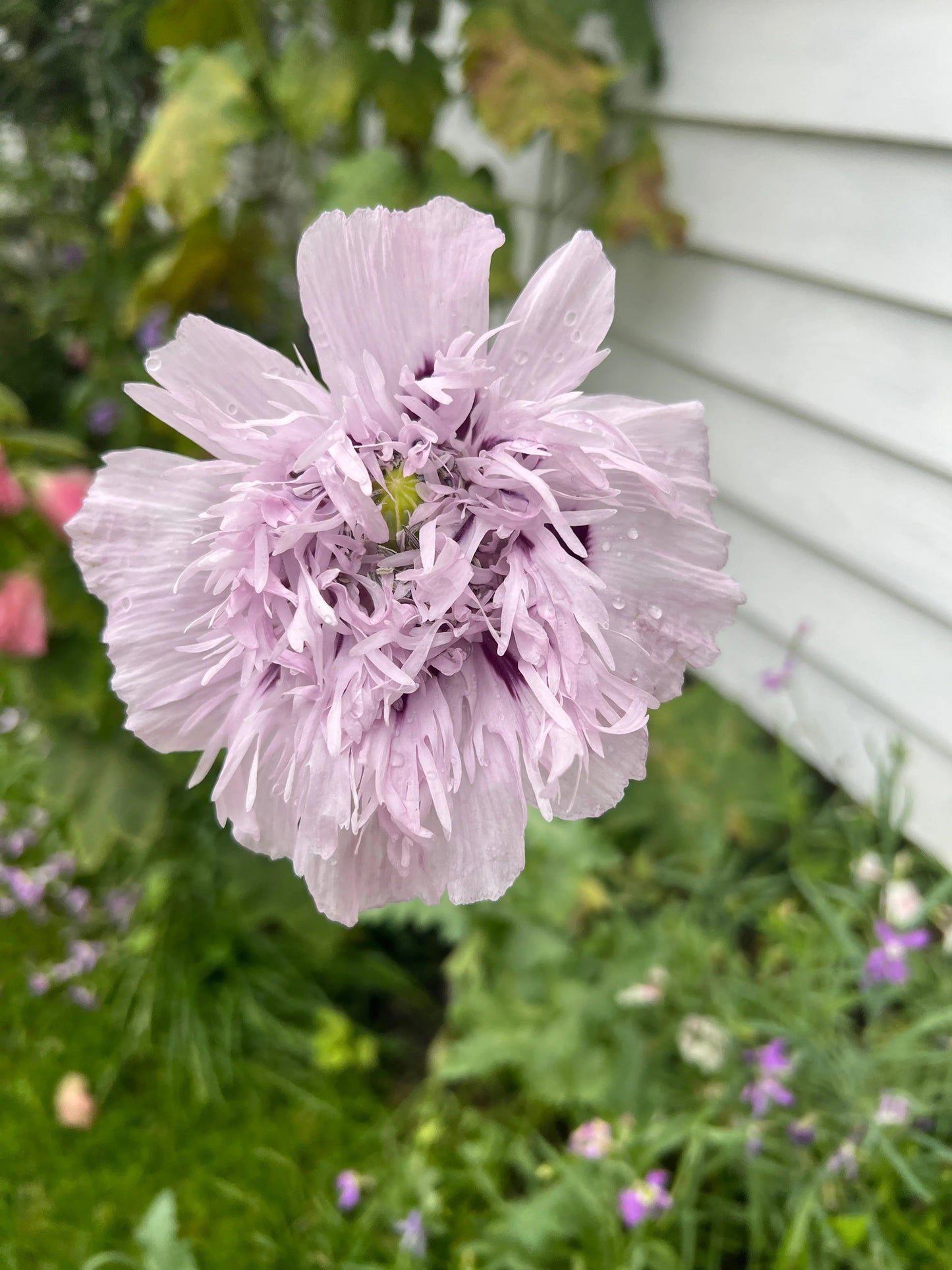 Poppy Lilac PomPom