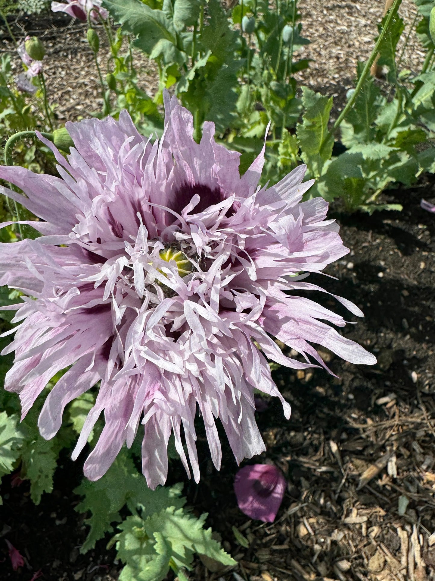 Poppy Lilac PomPom