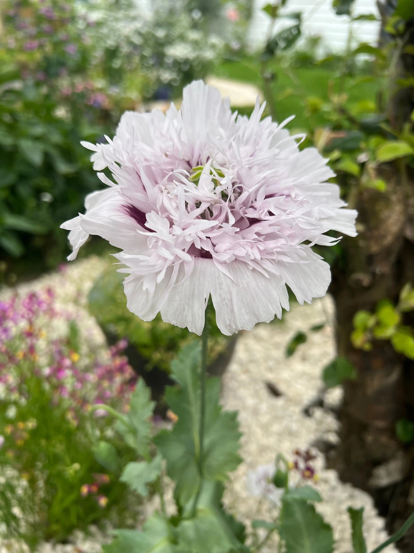 Poppy Lilac PomPom