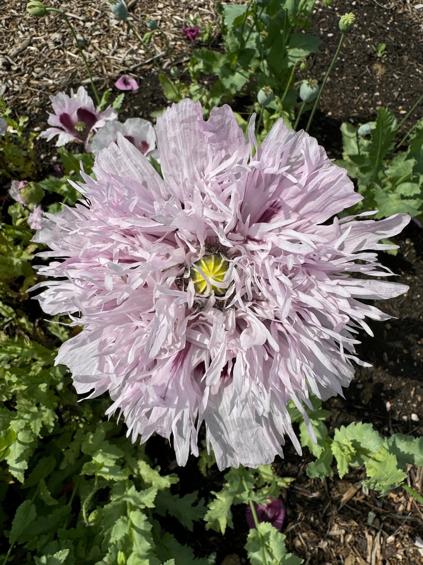 Poppy Lilac PomPom