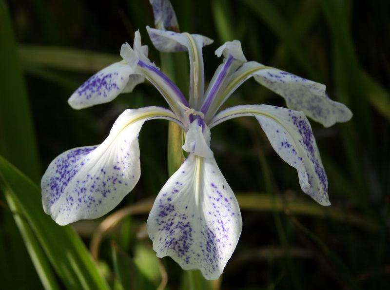 Iris laevigata 'Mottled Blue' - Marginal Pond Plants - BP066