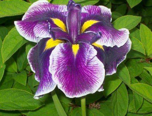 Iris ensata ‘Crystal Halo’ - Marginal Pond Plants - BP052A