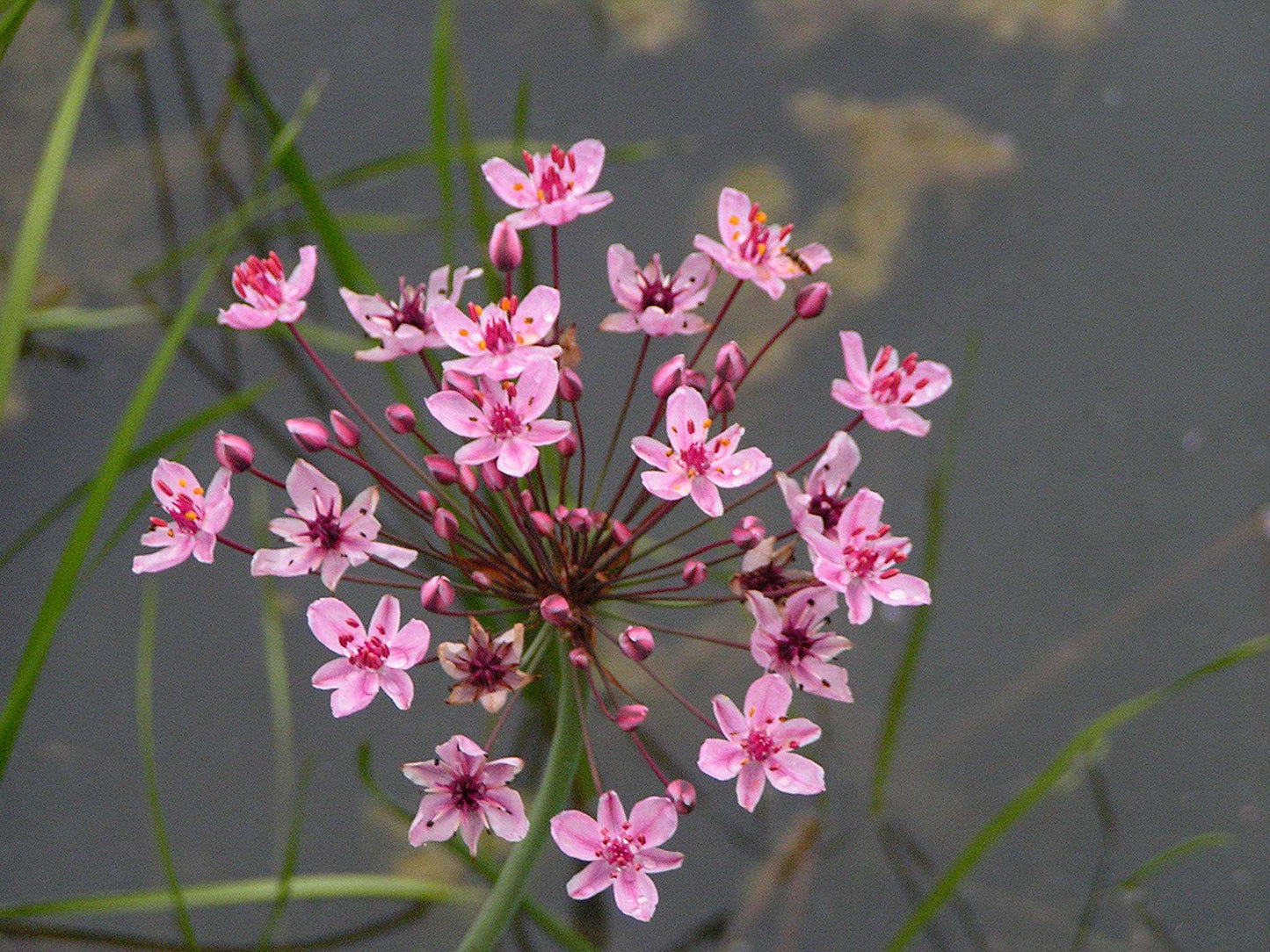 Lincolnshire Pond Plants Bee Marginal 8 Pack Potted - BF802