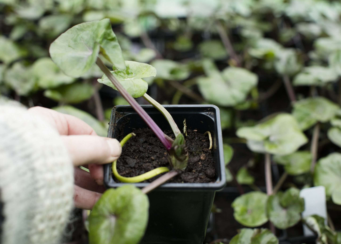 Caltha palustris (Marsh marigold) - Marginal Pond Plants - MP014