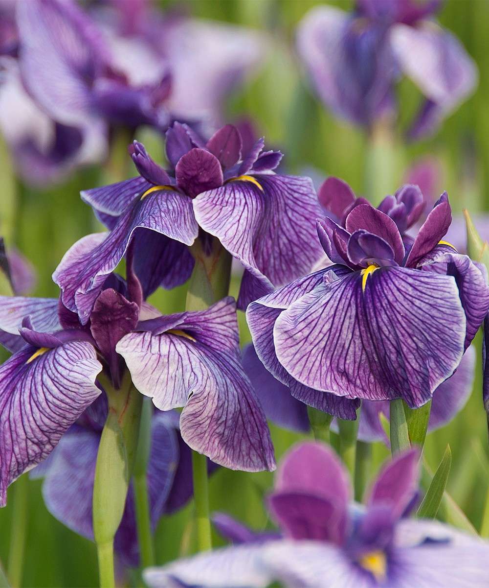 Iris ensata Activity - Marginal Pond Plants - BP051